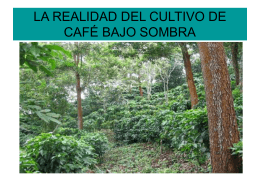 La realidad del cultivo del café bajo sombra. Carlos Jones