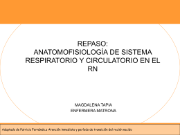 anatomofisiologia del sistema circulatorio y respiratorio