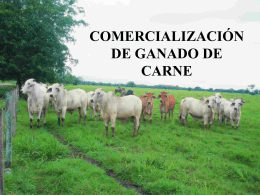 COMERCIALIZACIÓN DE GANADO DE CARNE