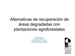 Proyecto Modelo de Manejo Agroforestal con Bolaina en la cuenca