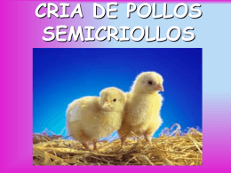 cria de pollos semicriollos