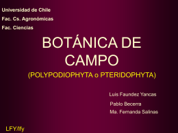 polypodiophyta - Universidad de Chile