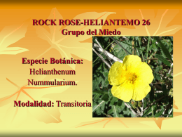 ROCK ROSE-HELIANTEMO 26