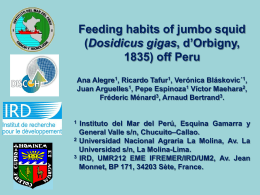 (Dosidicus gigas, d`Orbigny, 1835) off Peru
