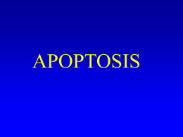 Consecuencias de la apoptosis