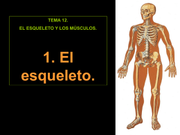 1. El esqueleto
