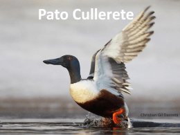 Pato Cullerete