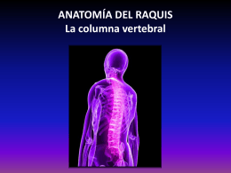ANATOMÍA DEL RAQUIS La columna vertebral