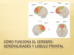 Cómo funciona el cerebro: generalidades y lóbulo frontal