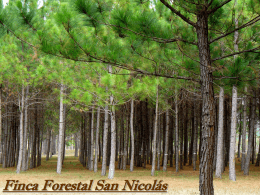 8. Finca Forestal San Nicolas. Nicaragua.