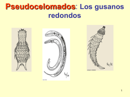 Pseudocelomados: Los gusanos redondos