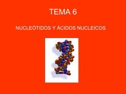 t.6. nucleotidos y acidos nucleicos