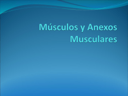 Teorico 2 - Musculos y Anexos Musculares