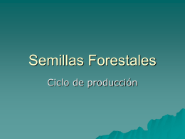 semillas-forestales1