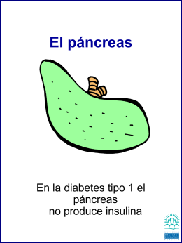 El páncreas - Diabetes at Work