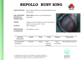 Repollo Ruby King Repollo_Ruby_King_F1
