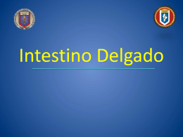 Intestino Delgado