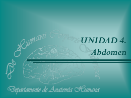 Abdomen. Circulación Arterial en la Aorta Abdominal y sus Ramas