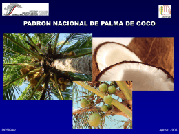 20050922 Palma de Coco