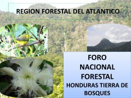 Sugerencias - Agenda Forestal Hondureña