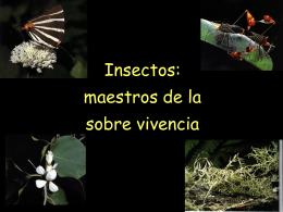 Insectos ecologia