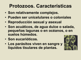protozoos12