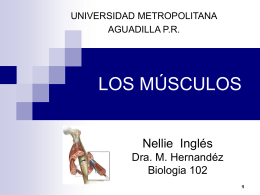 músculo - Nellie ingles