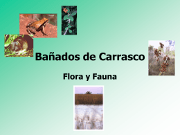 Bañados de Carrasco Flora y Fauna
