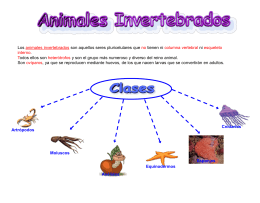 Invertebrados - lapaztercerciclo