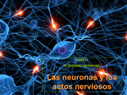 2. Las neuronas y los actos nerviosos