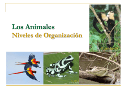 CLASE 08 - TEJIDOS ANIMALES