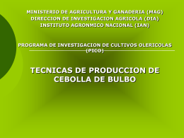 TECNICAS DE PRODUCCION DE CEBOLLA DE BULBO