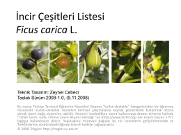 İncir Çeşitleri Ficus carica L.