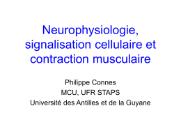 Neurophysiologie et signalisation cellulaire