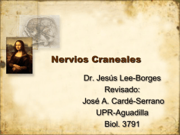 NerviosCraneales