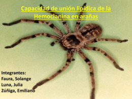 Capacidad de unión lipídica de la Hemocianina en arañas