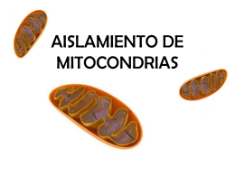 AISLAMIENTO DE MITOCONDRIAS
