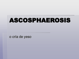 Cría de Yeso o Ascosphaerosis 2002