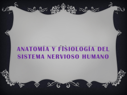 Anatomía y fisiología del sistema nervioso humano