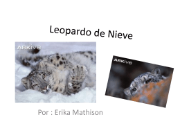 Leopardo de Nieve - Unicornio con bigote