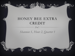 Honey Bee extra credit