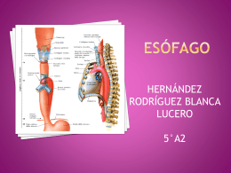 ESOFAGO - Anatomía y Fisiología Humana