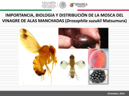 importancia, biologia y distribución de la mosca del