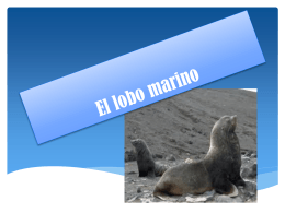 El lobo marino sudamericano