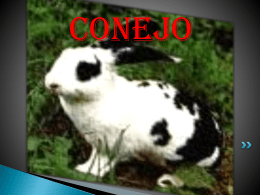Conejo - WordPress.com