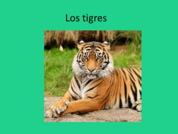 Los tigres - Escuela de los Andes