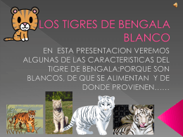Tigres de Bengala Blanco