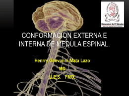 6 Conformación interna y externa de medula espinal