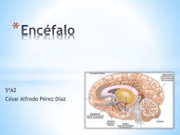Encéfalo - Anatomía y Fisiología Humana