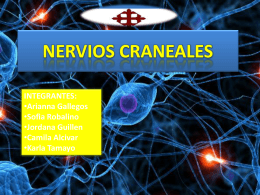 nervios craneales - From Girls to Doctors